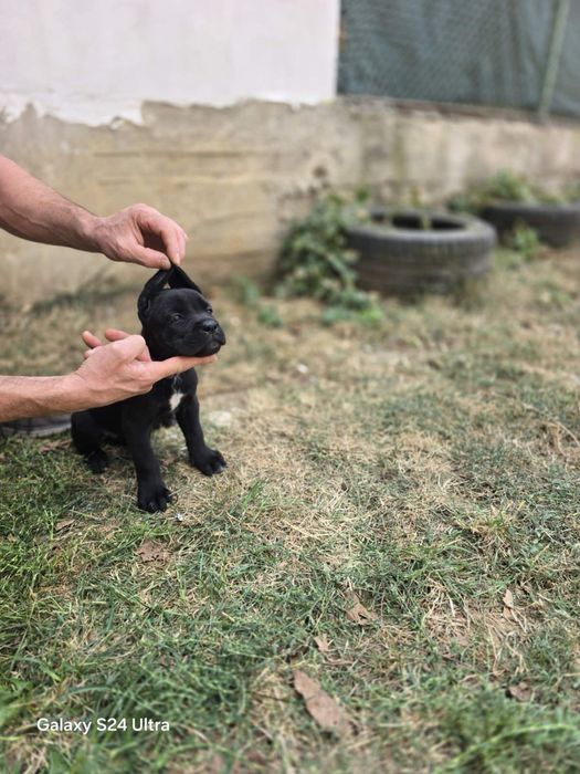 Кане Корсо/Cane Corso