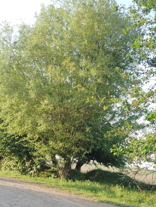 Тол дарахтлари сот ладиииии и