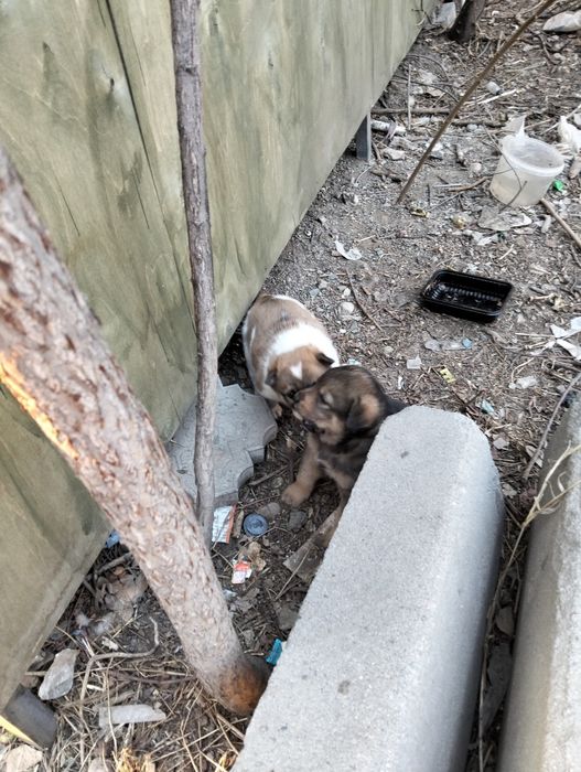 Срочно , срочно ,