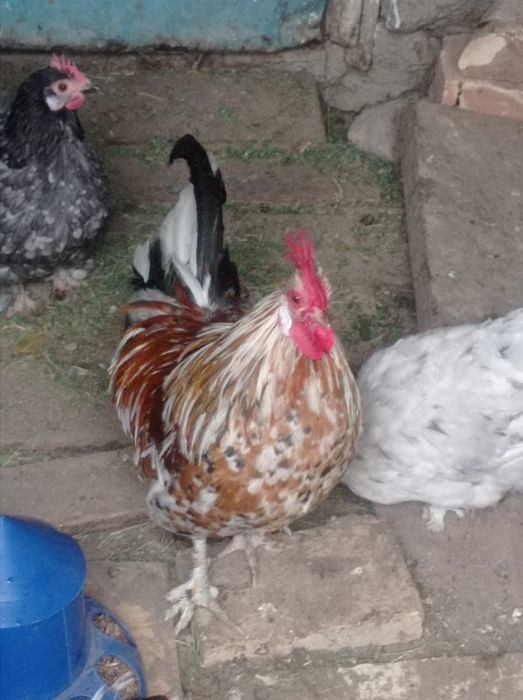 Продается петушок декоративной породы