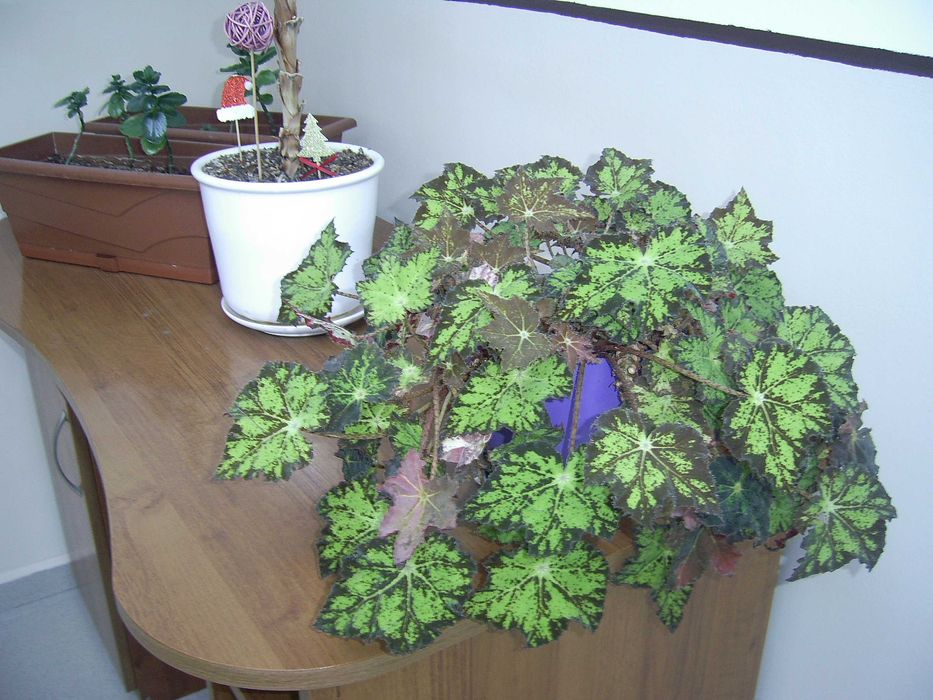 дигитален фотоапарат Praktica DCZ 6.3