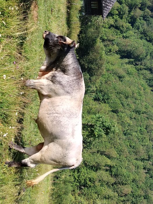 Vând taur belgian