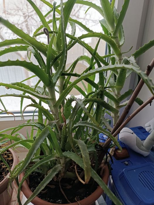 Продам цветок алоэ