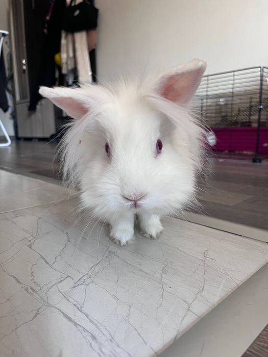 Гледане на домашни любимци