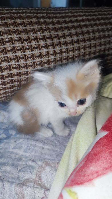 Котята, отдам даром