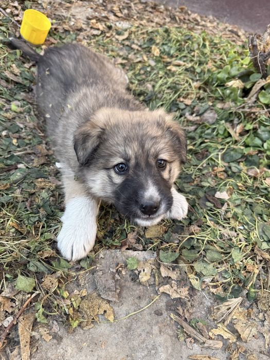 Отдам щенка в доьрые руки