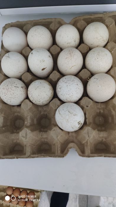 Инкубационные яйца индюков