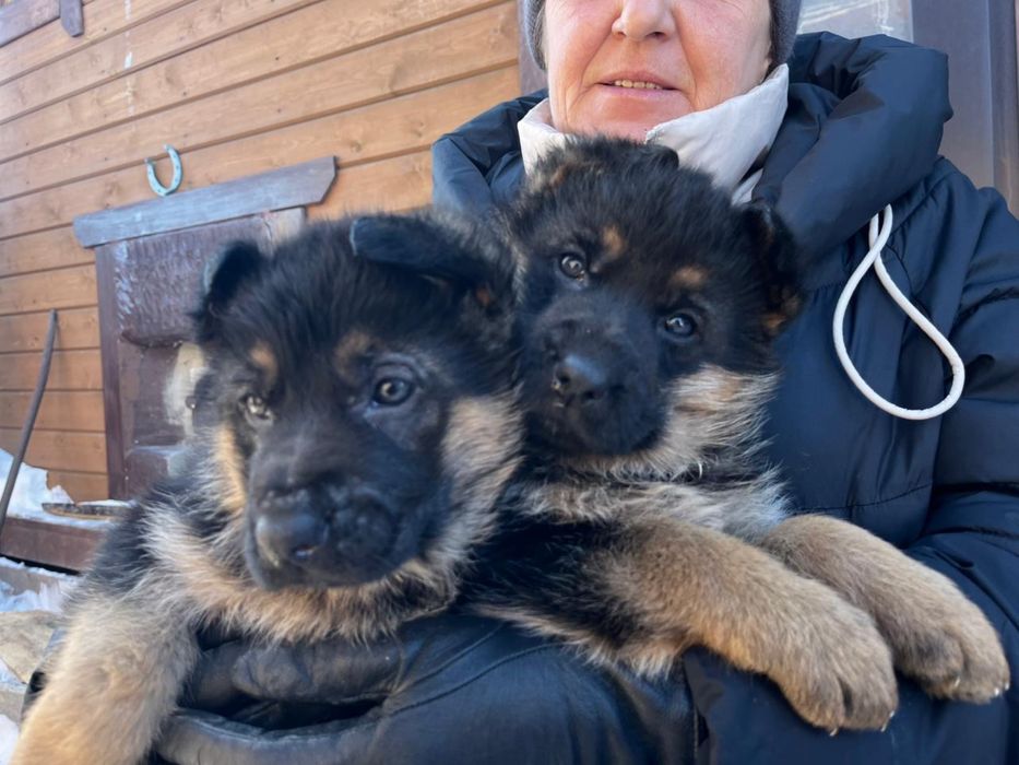Щенки немецкой овчарки