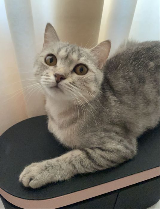 Предлагаю серо-серебристых табби