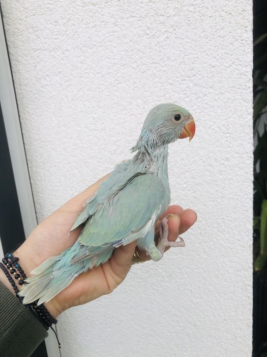 Papagali blanzi de la crescatorie pui Micul Alexandru Alexander