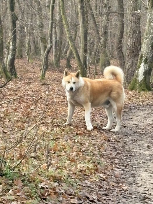 Donez Akita Inu japonez