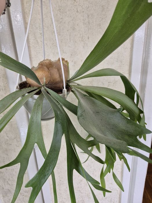 Папоротник Платицериум