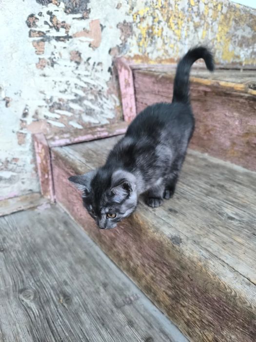 Отдам бесплатно котят в добрые руки