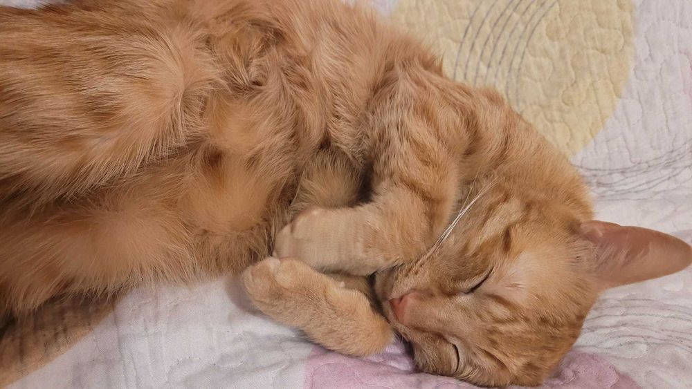 Cazare pisici purtatoare de covid felin fara simptome active