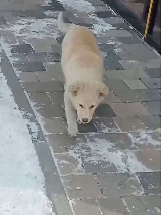 Щенок ищет дом или передержку