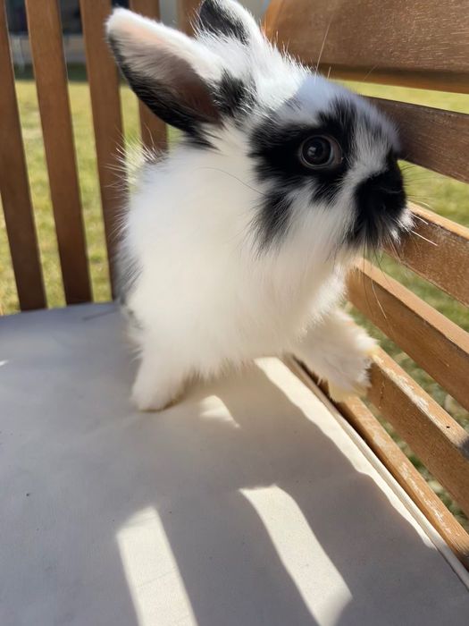 Iepurasi pitici cu ochi albastri