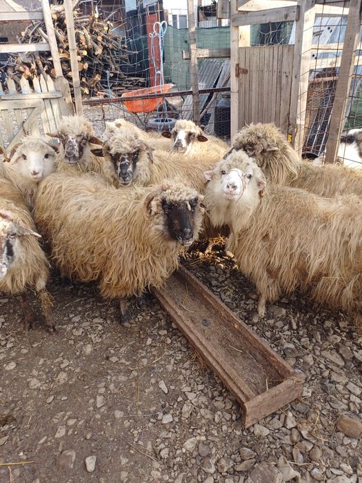 9 oi afăta și cu miei si transport