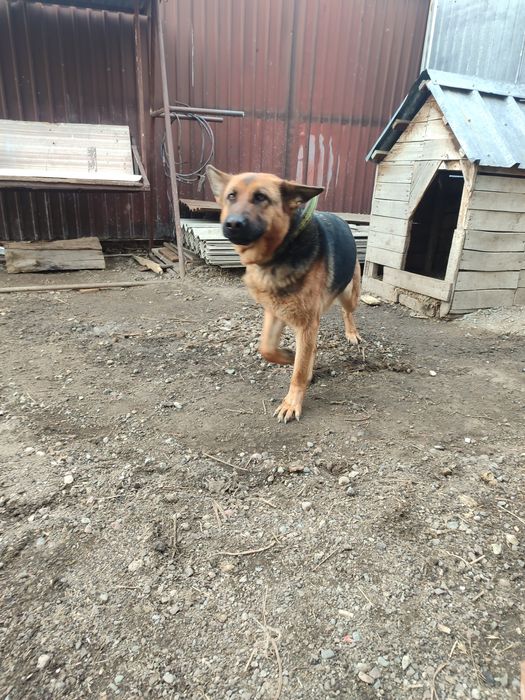 Собака немецкий ппр