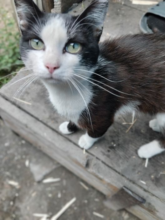 Отдам доброго кота.