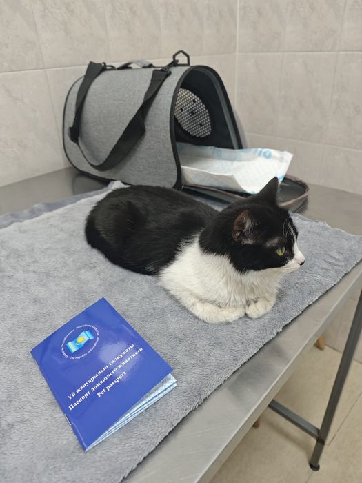 Молодая кошка ищет дом