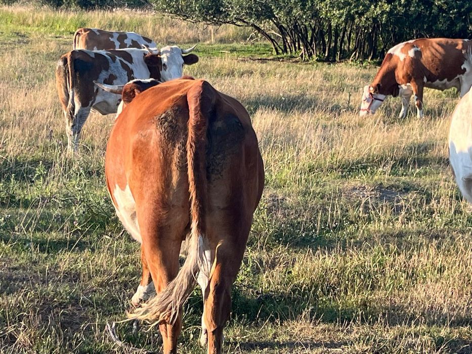 Vând  25 vaci- Balțată Româneasca