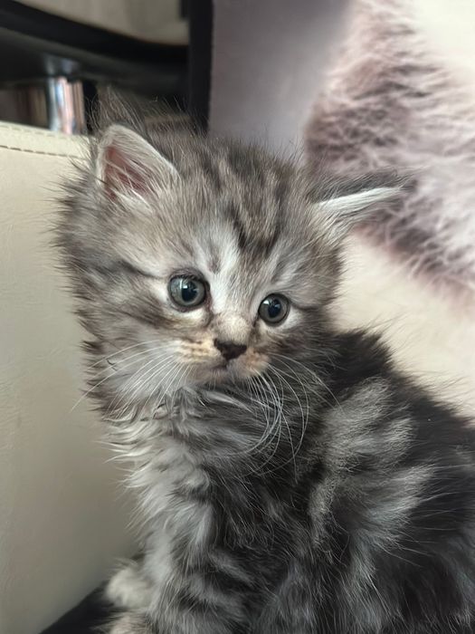 Продам котят породы скоттиш страйт.