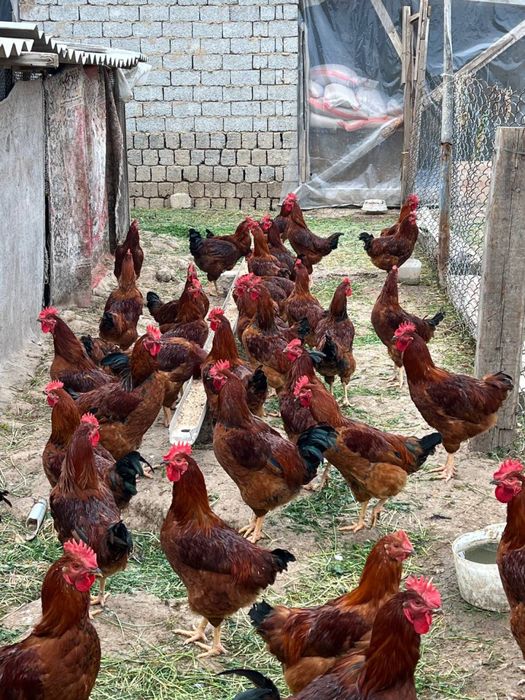 Tavuq Тавуқ гўшти Хўроз гўшти бор хоаки халол сўйилган