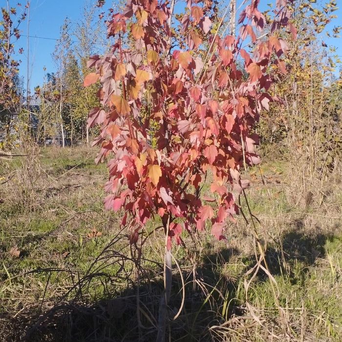 Саженцы все виды