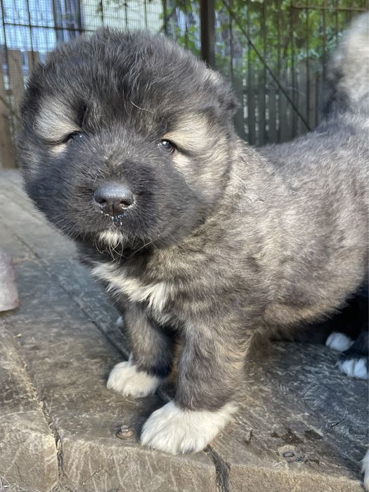 Кавказская овчарка