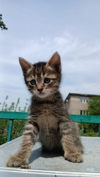 Котятки в хорошие руки