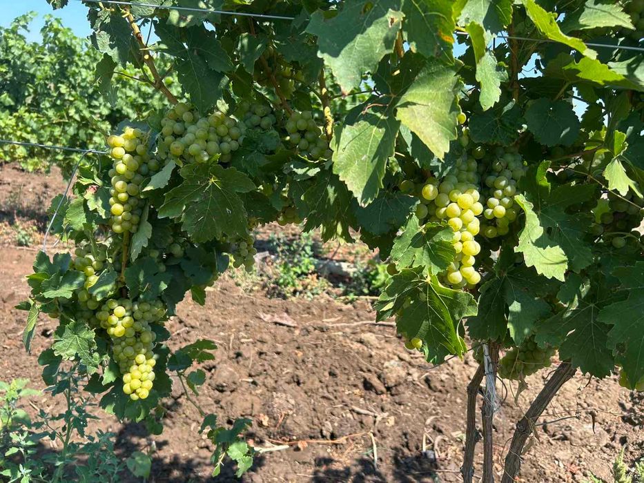 Продавам грозде-Мускат