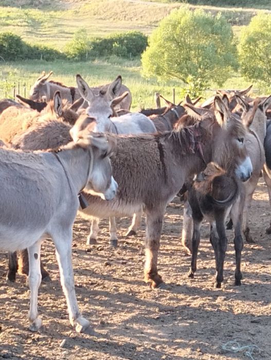 Schimb măgărite cu porumb