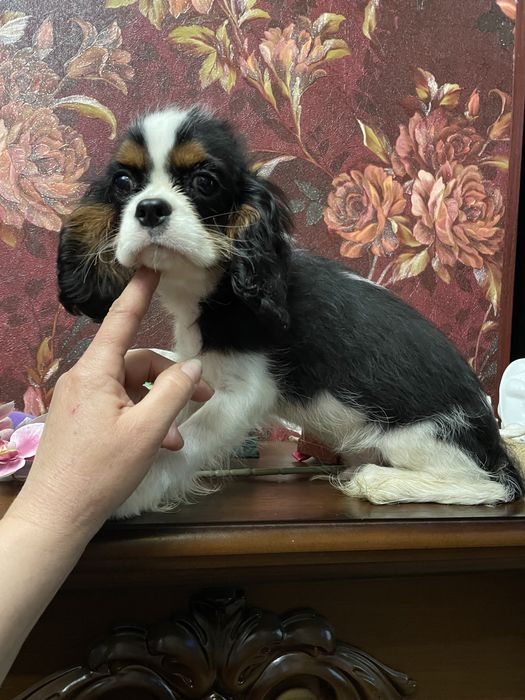 Кавалер кинг чарльз спаниель