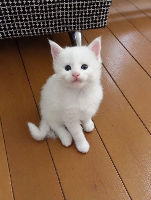 Мейн Кун котята питомник