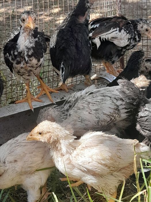 25 дневные Цыплята продам срочно