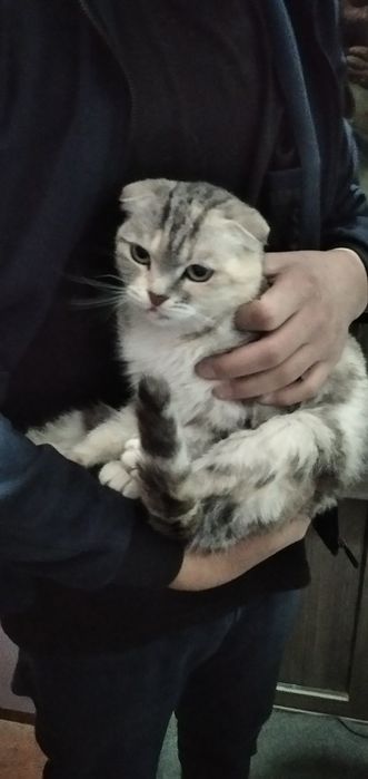 Mushugimiz kattakon va zotdor  yungi  pahmoq