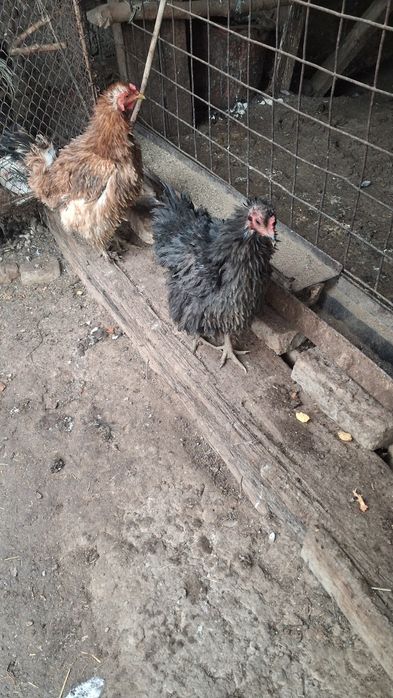 Damashni Tovuqlar Sotiladi