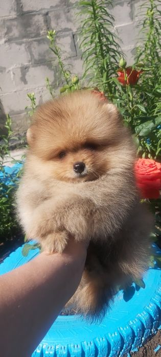 Шпицы мальчики готовы к переезду