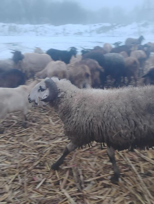 Vând doi berbeci beli și unul carabaș