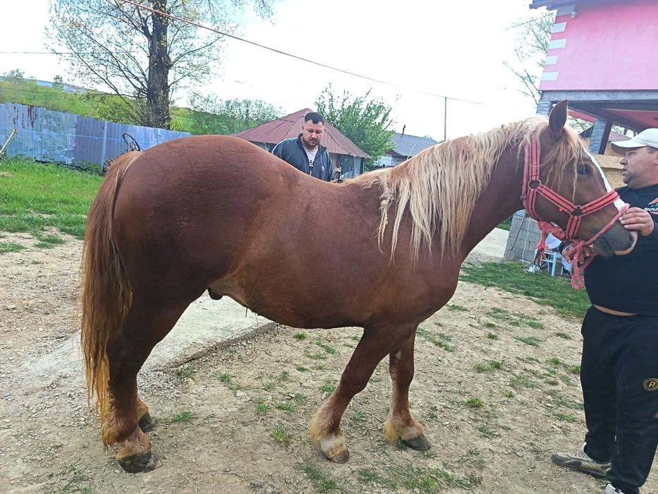 Mânz de vânzare 1 An și 8 luni