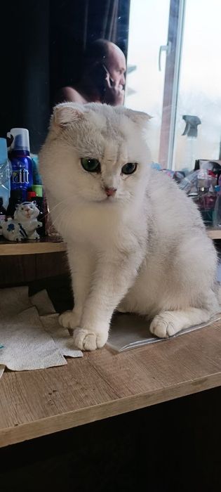 Вязка Котов породистых