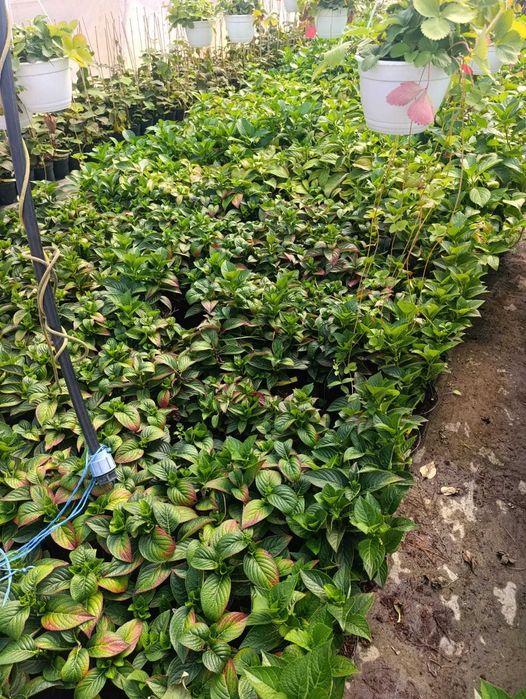 Plante ornamentale pentru grădină și curte | Gamă variată