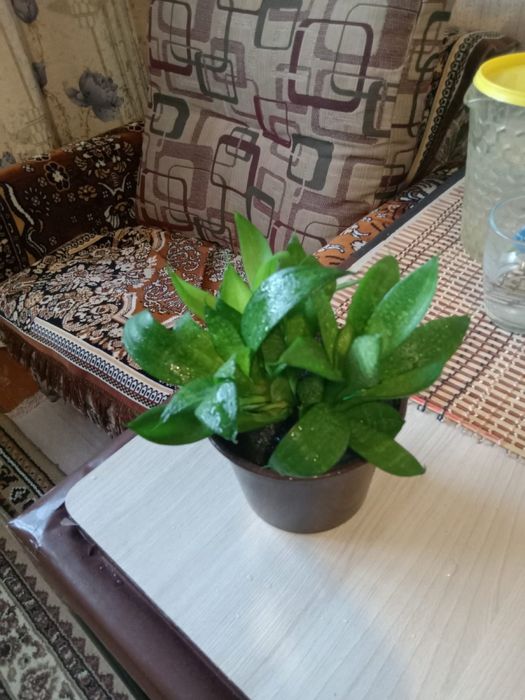 Цветы комнатные продажа