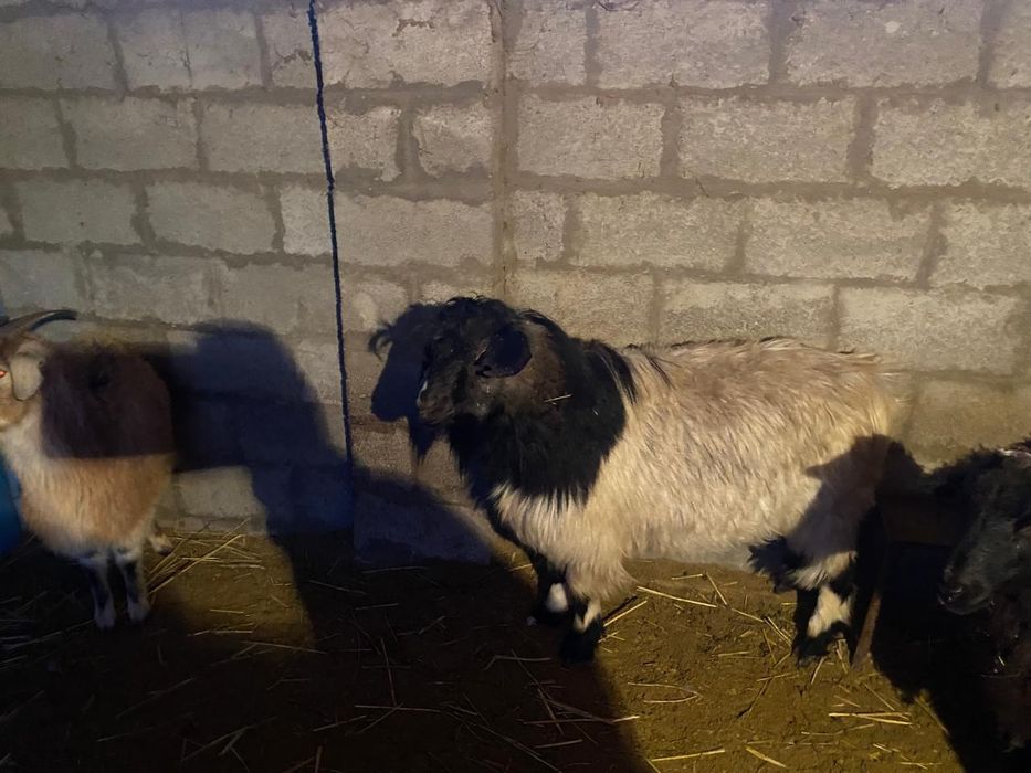 Продам Козла!большой