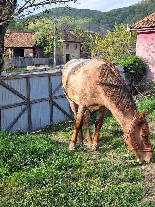 Vand manza ,urgent!