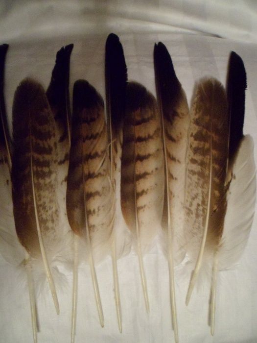 Перья Совы натуральные