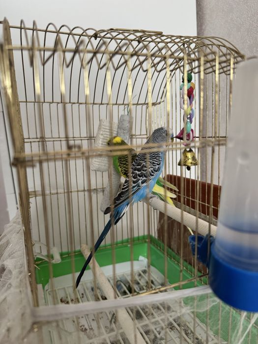Попугаи с клеткой продаю