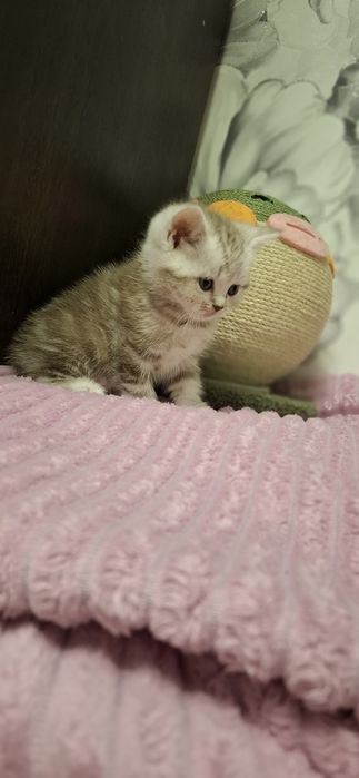 Шотландские вислоухие котята