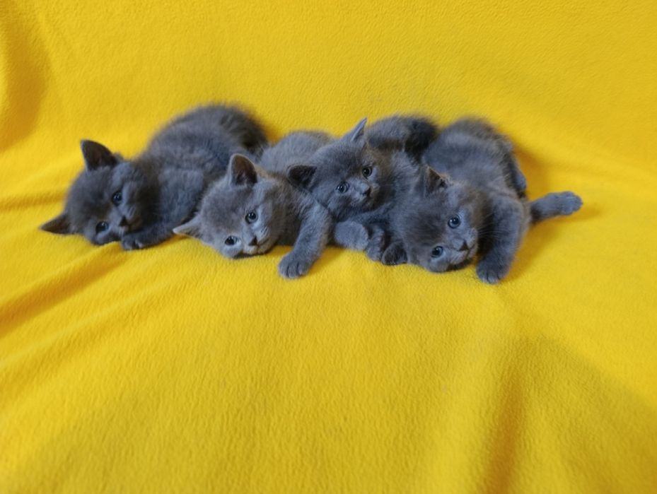 Котета - порода Руска синя котка !