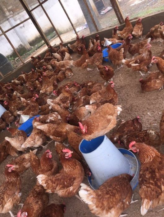 Bună ziua dragii clienți ferma de găini vă oferăm spre vânzare găină